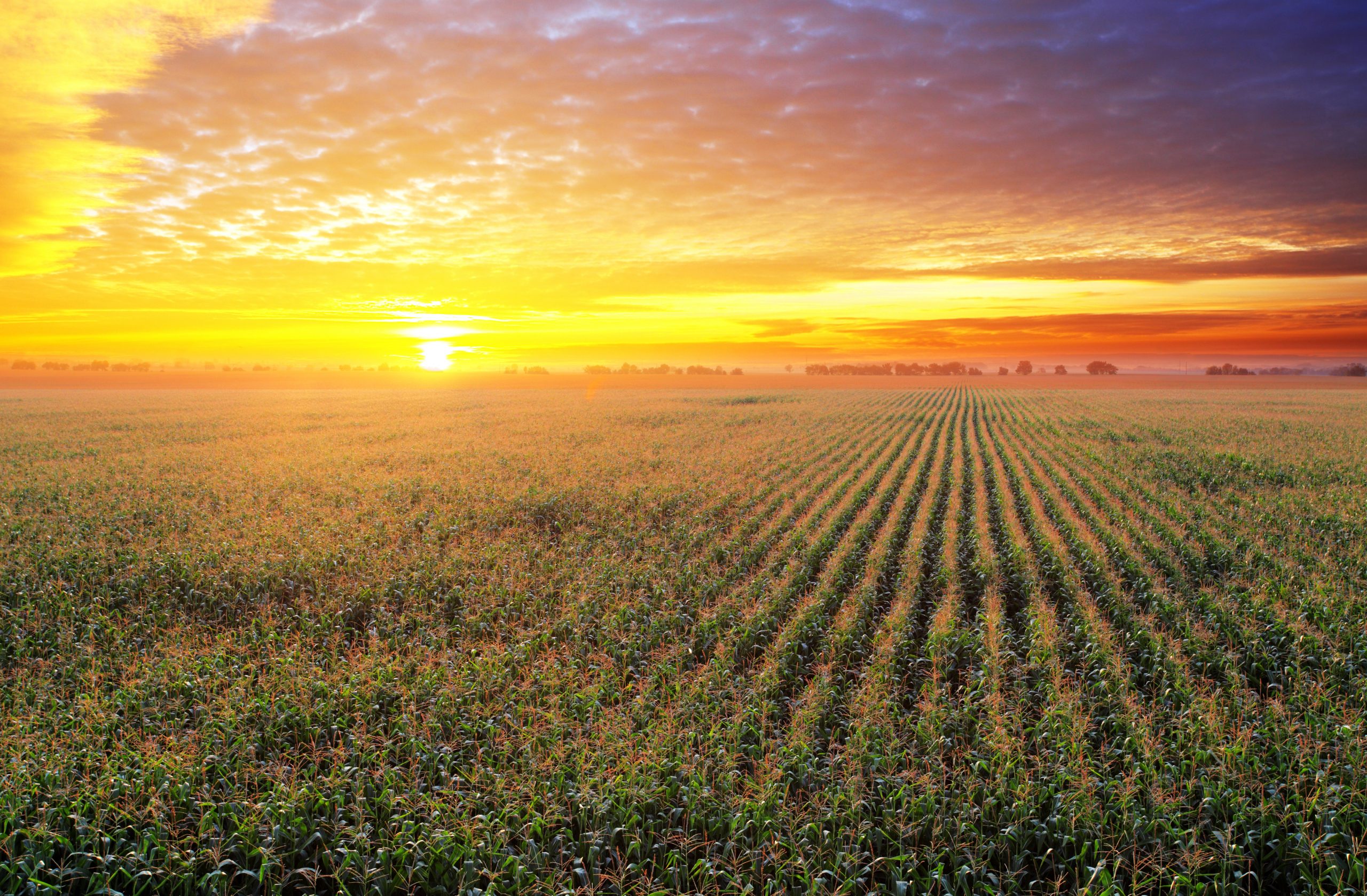 Corn farmers praise Texas legislators’ USMCA support